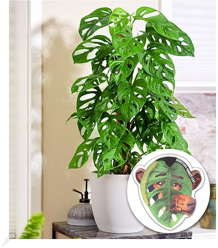 Monstera Deliciosa Pflanze  ca. 50 cm Hoch  Dschungel-Pflanze fr Zuhause  & Bro  Luftreinigende Zimmerpflanze : Amazon.de: Garten