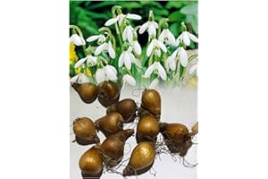 50 Single Snowdrops (Galanthus Nivalis) Bulbs Fragrant White Hardy Spring Perennial : - by GARTHWAITE NURSERIES® : - UK Stockist