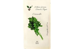 NANNYS GARDEN Pack of 5g, Approx. 500 Coriander Seeds - Fresh Culinary Herb for Cooking & Medicinal Use (Coriander)