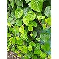 Betel Leaf (Calcutta Paan) Live Plant, Pack of 2