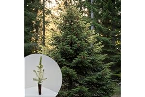 Abete Rosso, Picea Abies Peccio, Pianta in Vaso1 litro h 40/60 cm Albero di Natale Vivaio di Castelletto