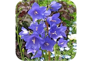 Campanula Fairy Bellflower 'Blue' x 6 Large Plug Plants Hardy Perennial by Growtanical®