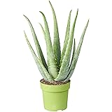 Medicinal Aloe Vera Therapeutic Indoor Office Plant in Pot
