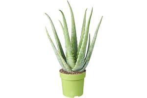 GARDENERSDREAM Medicinal Aloe Vera Therapeutic Indoor Office Plant in Pot