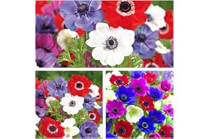 HUMPHREYS GARDEN Anemone De Caen x 20 Flower Bulbs/Corms Size 3/4 Pretty Mixed Flowers.Easy to Grow