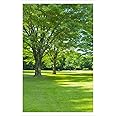 TREEMAISON Acrylic Lush Green Landscape- Vastu Remedy, Painting Without Frame- 12 X 18