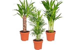 BLOOMIQUE 3x Mezcla de Palmas Tropicales – Dypsis - Chamaedorea - Yucca - Plantas Naturales Interior - Fácil de Mantener - ⌀12 cm - 20-45 cm