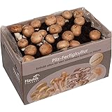 Hawlik Pilzbrut - Grande set da 10 kg di pietra champignon XXL I funghi, senza conoscenze preliminari, ottimo regalo per gli 