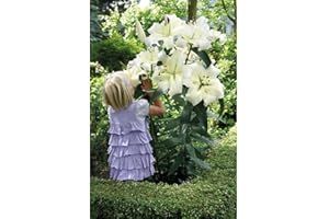 Lily Pretty Woman Tree Bulbs Giant Outdoor Plants for Gardens, Yield Large White Oriental Scented Flowers with Beautiful Fragrance, Summer Flowering, 5 x Bulbs by Thompson & Morgan