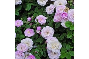 Blush Noisette rosa viva Rose Barni®, rosa rampicante antica rifiorente in vaso con fiori piccoli a grappolo, color bianco rosato, cod 14016.