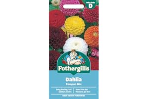 MR FOTHERGILLS Fothergill's Dahlia Pompon Mixed Flower Seeds, 50 Seeds, Sow: Feb-Apr