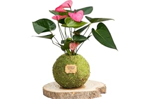 Kokedamas Lucciana Anthurium Rose - Kokedama Intérieur | Boule de Mousse Vivante | Plante Naturelle | Plante Intérieure ou Extérieure | Décoration Maison | Entretien Facile