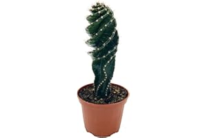 UNSERE-GAERTNEREI-MUELLER Cactus en spirale (Cereus forbesii Spiralis) (pot de 11 cm, hauteur : env. 20 cm).