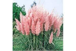 Stauden Gänge 1 x Cortaderia selloana 'Rosea' im 1 Liter Topf (Ziergras/Gräser/Winterhart/Mehrjährig/Immergrün) Rosa Pinkes Pampasgras - Luftige Blütenwolken in sanftem Rosé