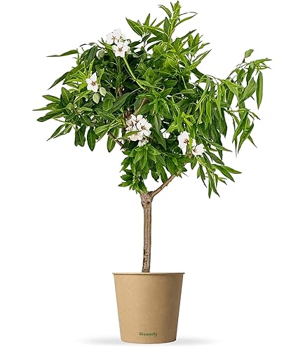 magnesium dünger Purgrün Bio-Birnbaum-Dünger 1 kg