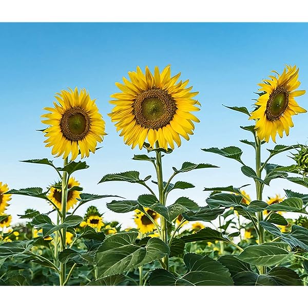 MASHKI Sunflower Seeds For Gardening at Home/Surajmukhee Ke