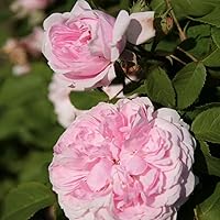 'Jacques Cartier', Historische Strauchrose im 4-Liter Container