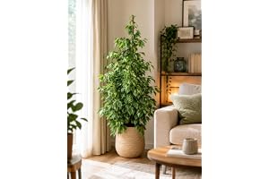 Ficus Benjamina Golden King 130–150 cm – lättskött inomhusväxt med guldfärgade blad, inomhusväxt för vardagsrum
