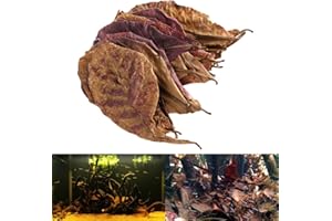 GONDMAX Zonfer 10 Piezas/Pack Natural Terminalia Catappa Hojas Foetida Isla Almendra Hoja De Pescado De Limpieza/Tratamiento del Tanque del Acuario