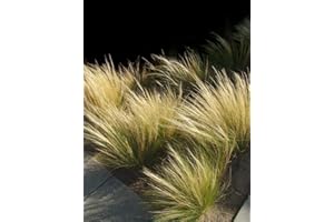 LEGUTKO Semillas mexicanas Feather Grass Pony Tails - Stipa tenuissima