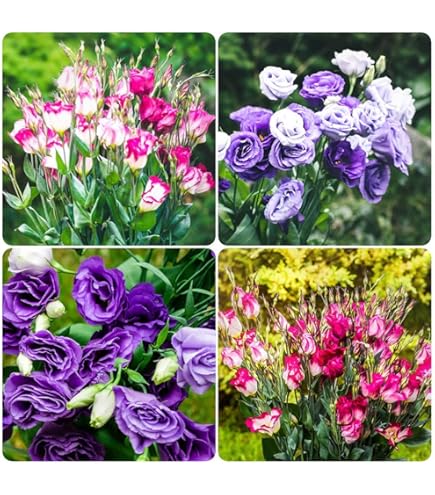 550 Semi Di Eustoma (Lisianthus) - Fiori Perenni Per Giardino, Balcone E Prati Fioriti, Regalo Ideale - Foto 5