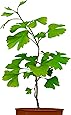 Seedeo® Ginkgo (Ginkgo biloba) Pflanze 2,5 Jahre