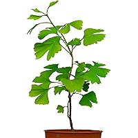 Seedeo® Ginkgo (Ginkgo biloba) Pflanze 2,5 Jahre