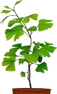Seedeo&reg; Ginkgo (Ginkgo biloba) Pflanze 2,5 Jahre