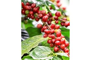 PERAGA GARDEN 1 PIANTA DI COFFEA ARABICA PIANTA DEL CAFFÈ IN VASO 7CM PIANTE DA INTERNO