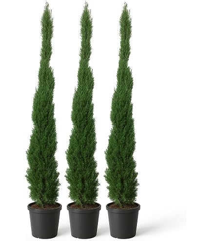 Urlaubsfeeling Mittelmeer Zypresse Cupressus sempervirens Sulenzypresse 10  Samen Bonsai geeignet : Amazon.de: Garten
