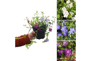 Carbeth Plants - Vinca Minor Trio in 11cm Pot - Periwinkle Evergreen Low Growing Shrub - Ideal for Beds and Borders