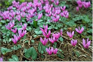 GARTHWAITE NURSERIES® : - UK Stockist : - 6 Cyclamen COUM (PRIMULACEAE) Bulbs Dark Pink-Purple Hardy Flowering Perennial