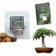 10 Baobab Tree Bonsai Seeds | Adansonia Digitata | Growing Guide | Grow Your Own Bonsai Tree | Bonsai Beginners and Enthusiasts