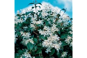 GardenersDream Osmanthus Burkwood Plant - Outdoor Garden Ready Hardy Plant - Evergreen Flowering Shrub for Garden - Beautiful Outside Plants (3 Litre Pot, 30-50cm)