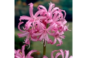 G GARDENS Nerine bowdenii - Pink Hardy Flowering Bulbs Bowden Cornish Lily Garden Plants Pink Blooms Easy to Grow12/14cm x3 Flower Bulbs, Ready for Planting