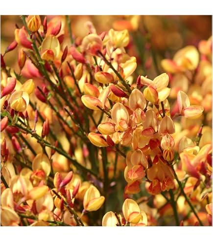 buckbrush plant Buckbrush