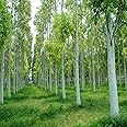 OhhSome Plants Eucalyptus Tree Plant, Nilgiri Tree- Garden Live Nursery Indoor Outdoor Living Herbal For Kitchen (Healthy Plant)