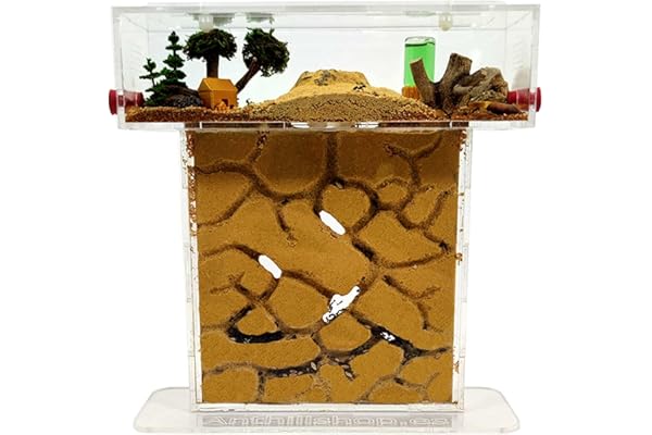 Petite fourmilière T- en sable naturel (acrylique) - avec fourmis incluses - de 20 à 30 fourmis.
