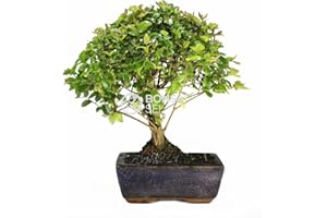 BonsáiGranada | Bonsai - Sageretia - 5 Ans (Bonsai Sei - Sageretia)