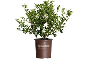 DECOALIVE Gardenia Jasminoides - Plantas Viva - Planta Natural para Exterior e Interior