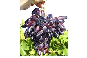 BALDUR Garten Weinreben Tafeltrauben 'Souvenir®' dattelförmig, 1 Pflanze, Vitis vinifera, winterhart, Wasserbedarf gering, selbstfruchtend, reiche Ernte an essbaren Früchten