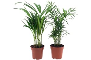 Happy Plants Zimmerpflanzen Palmen-Set 2 Stück I Graslilie & Acrea-Palme, Zierpflanze Wohnung-Pflanze Palmen-Pflanze tierfreundliche-Zimmerpflanze, luftreinigende-Pflanzen
