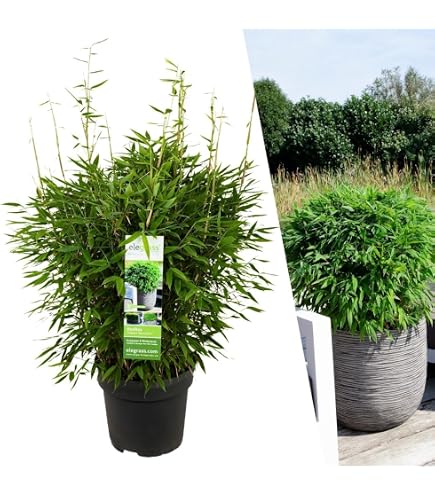 Bambus Fargesia spathacea 'Blue Lizard', Hhe 80-100 cm, Topf 10 Liter :  Amazon.de: Garten