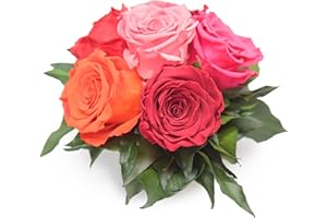 ‎ROSEMARIE SCHULZ HEIDELBERG Rose Marie Schulz® Flower Arrangement 6 Rotgemischte Roses and Leaves – 3 Years – approx. 17 – 20 cm Height Approx. 15 cm