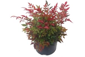 HARRO'S PFLANZENWELT Nandina domestica 'Gulfstream'-Scheinbambus, Himmelsbambus - winterharter, wintergrüner, Zwerg- Strauch 17 cm Topf Kübelpflanze - Beetpflanze