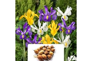 BOTANICAL BLISS 15 Dutch Iris Mixed Bulbs - Exotic and Hardy Plants, Easy to Grow with Dependable, Pretty Colours - Early Spring Bloomers, Thrives in UK Climate Condition