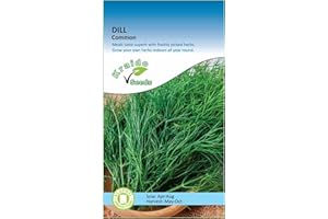 KRAIDO SEEDS Dill Herb 500 Seeds Anethum Graveolens, Grow Your Own Herb Garden Indoors on a Windowsill or Outdoors in Pots and Containers