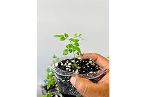 PLANTS PARADISE LTD Plants Paradise Curry Leaf Plants, Curry Leaves Plant, karipatta, Murraya koenigii, kariveppilai, Sweet neem, Healthy & Well Rooted 1 Plant, UK