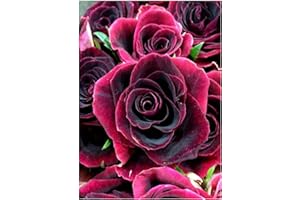 MXJSUA Diamond Painting Fiore, Diamond Painting Kit Completo, Kit de Pintura de Diamantes Kits Adultos, Pintura de Diamantes, Cuadro Diamantes, Pintura de Diamantes, Pintura Diamante 30x40cm (Fiore)