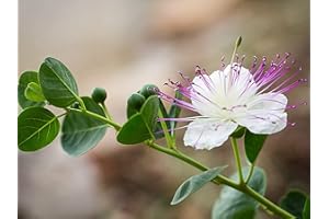 SEMISAUVAGE PERMACULTURE 35 Semi di Cabprier - perenne senza spina - semi riproducibili